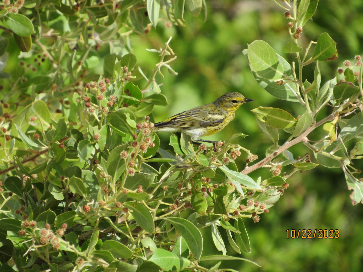 Cape May Warbler - Vivian F. Moultrie