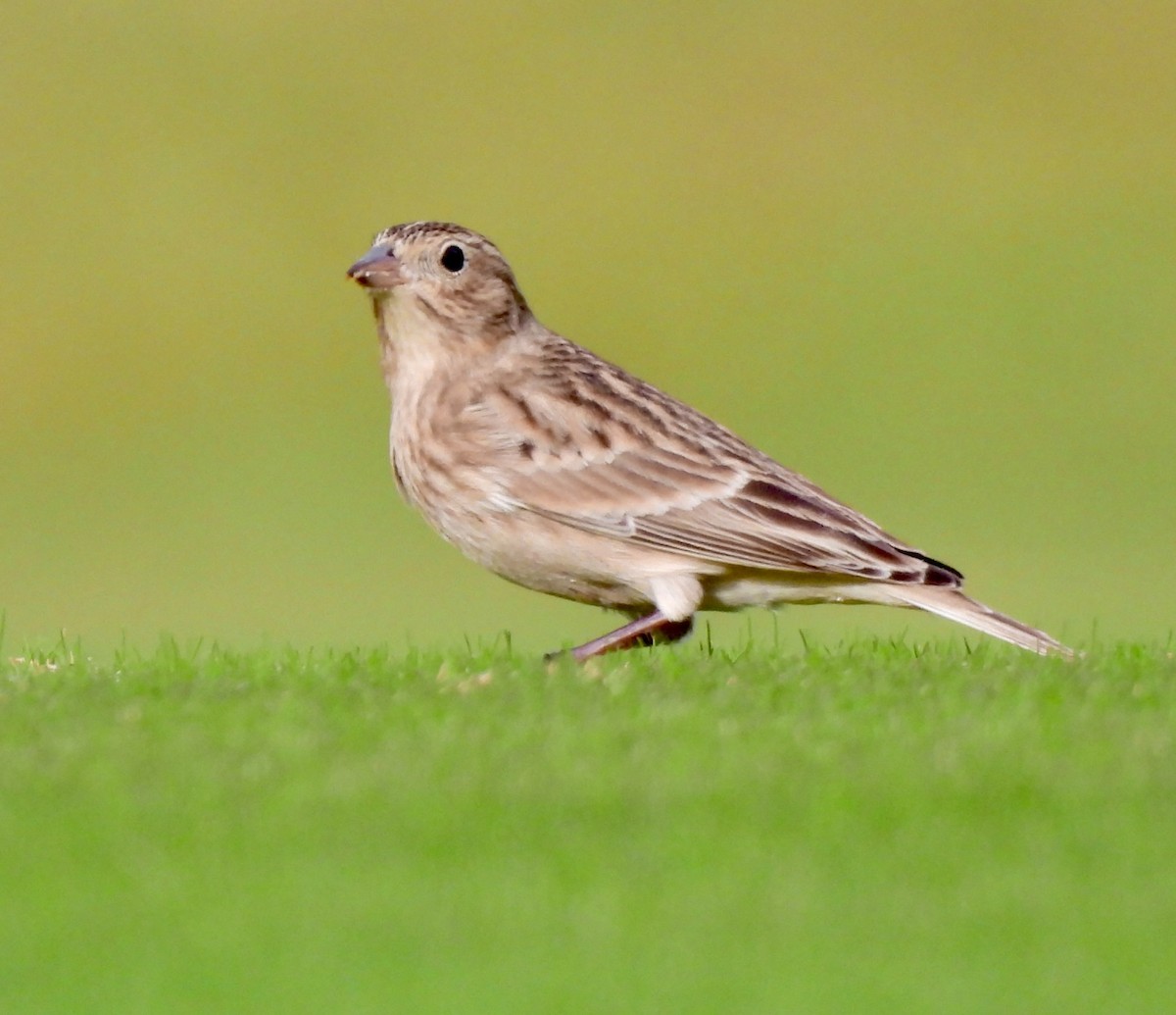 Chestnut-collared Longspur - ML610258449