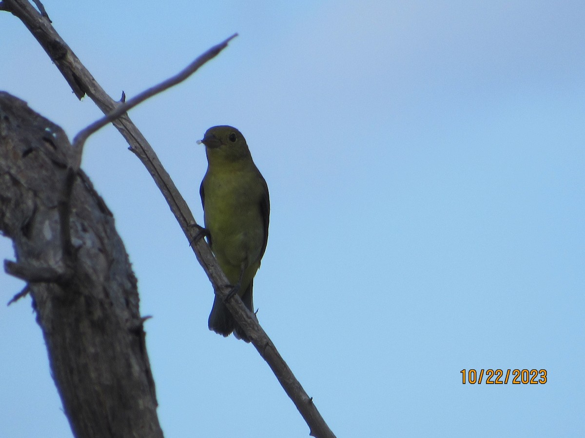 Scarlet Tanager - Vivian F. Moultrie