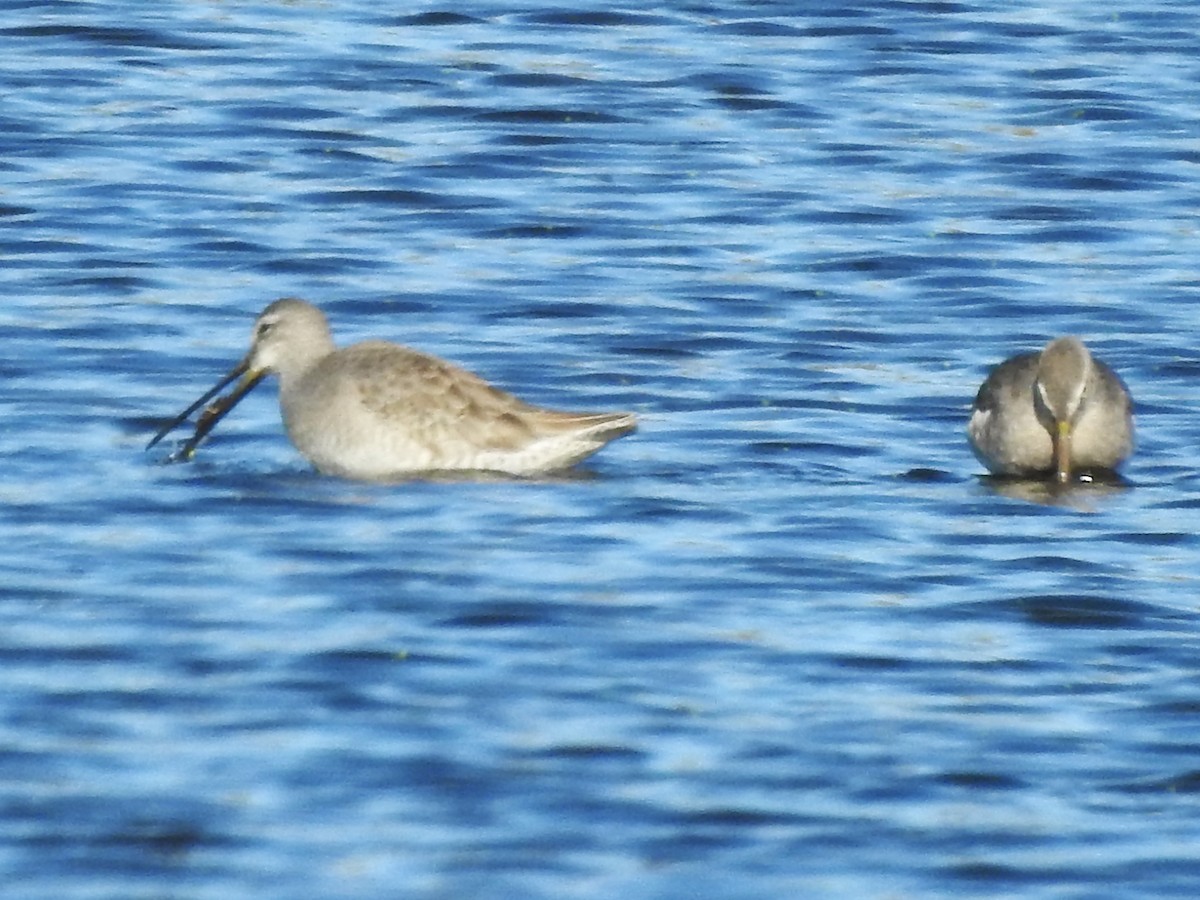 Long-billed Dowitcher - ML610258528