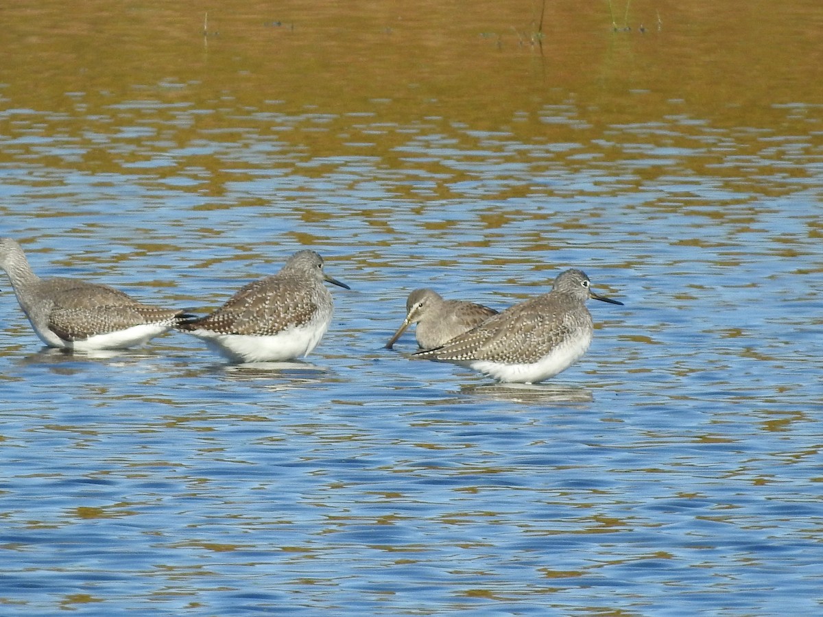 Long-billed Dowitcher - ML610258534