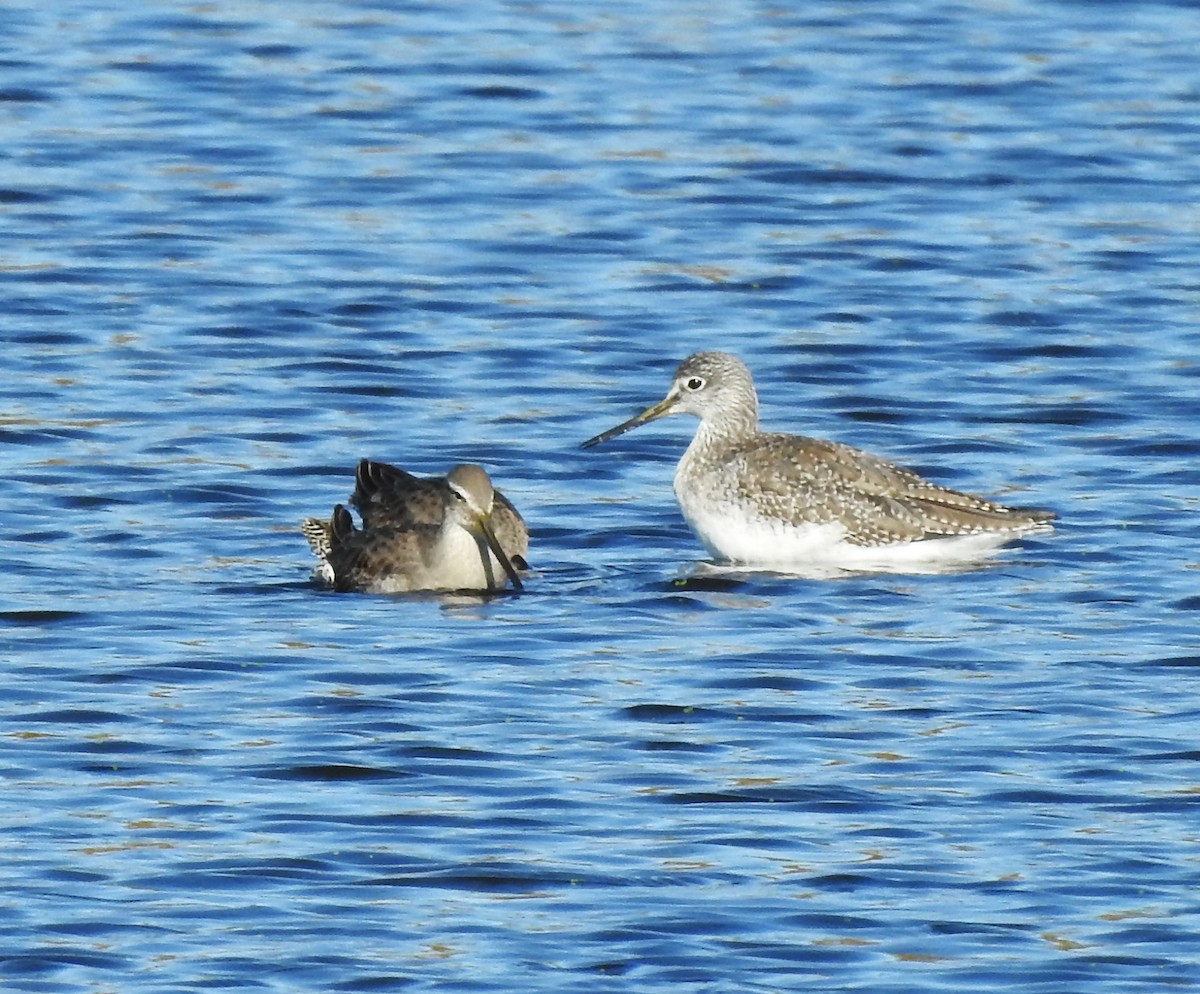 Long-billed Dowitcher - ML610258545