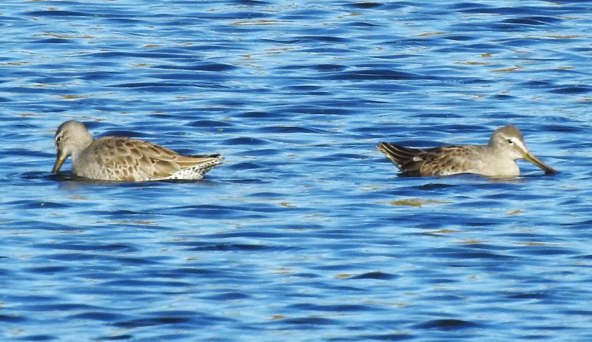 Long-billed Dowitcher - ML610258565