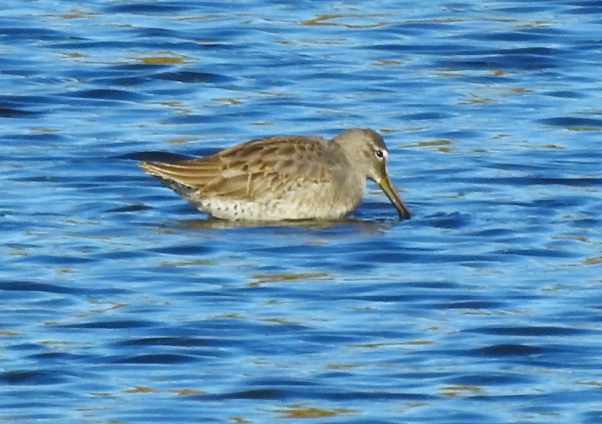 Long-billed Dowitcher - ML610258577