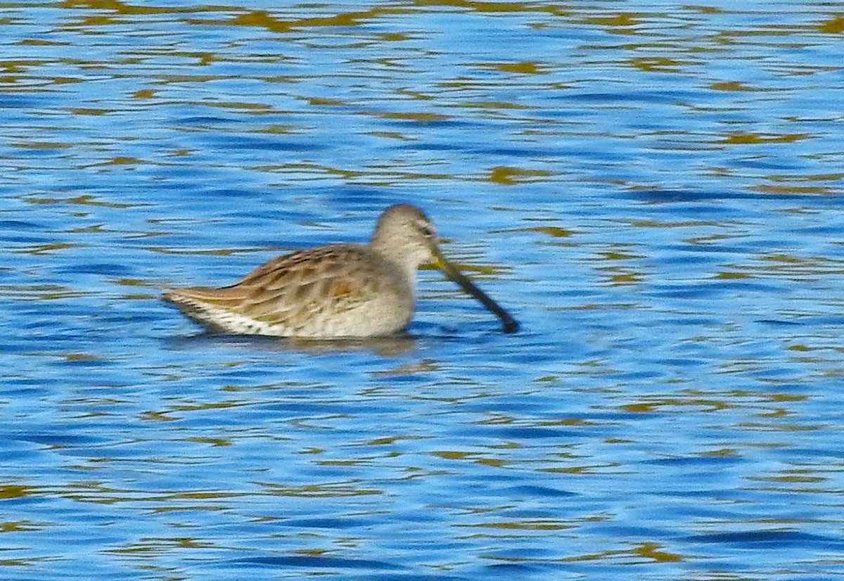 Long-billed Dowitcher - ML610258593
