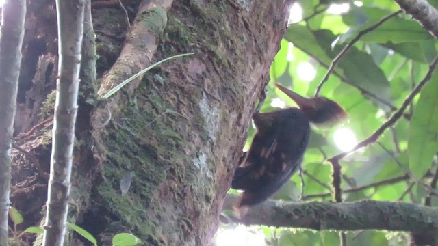 Orange-backed Woodpecker - ML610258604