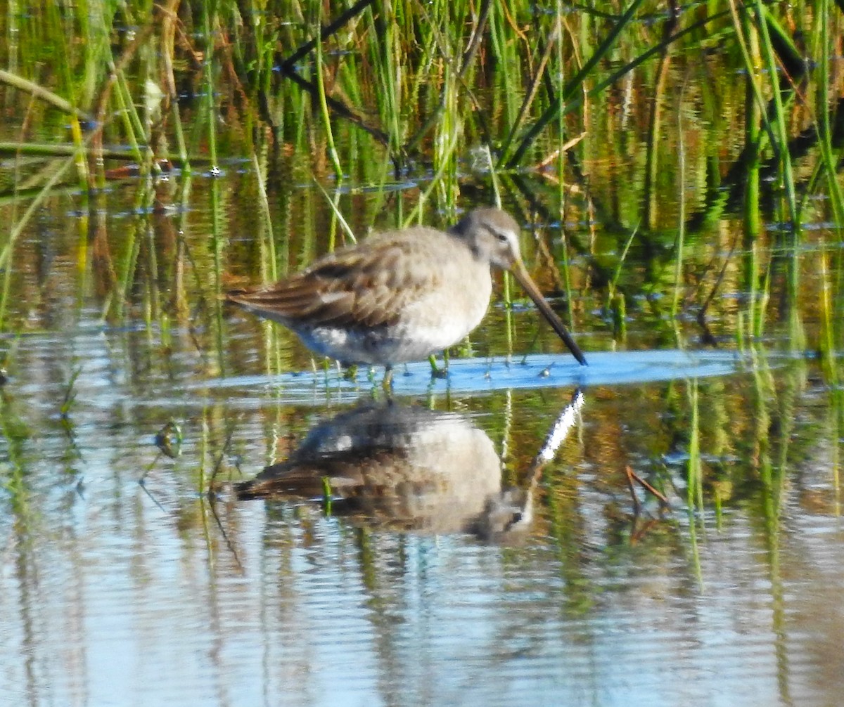Long-billed Dowitcher - ML610258605