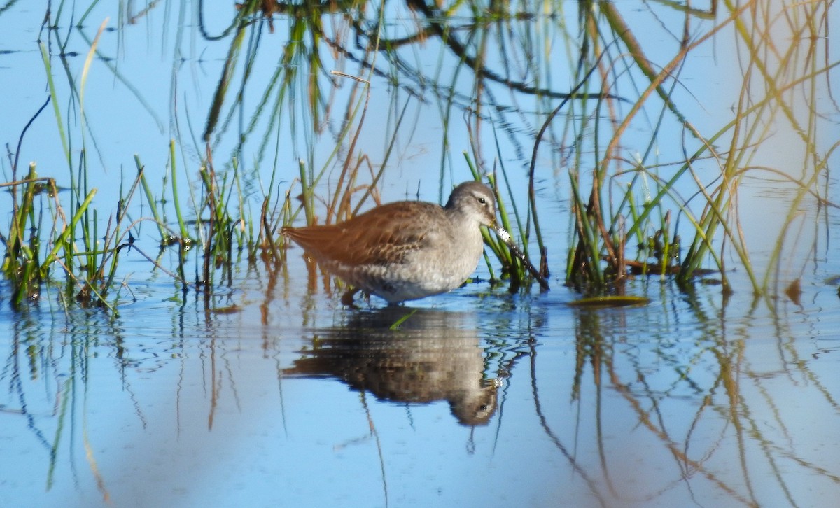 Long-billed Dowitcher - ML610258617