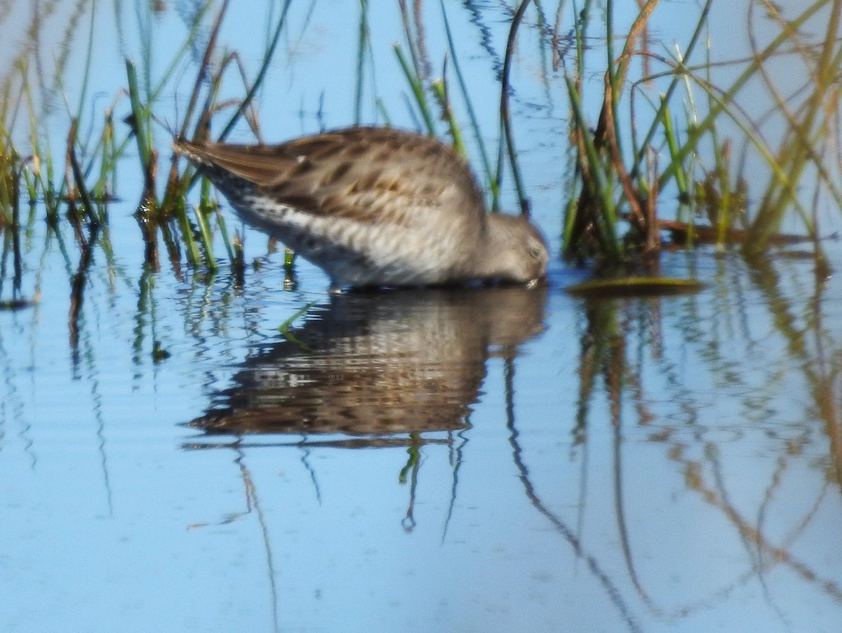 Long-billed Dowitcher - ML610258631