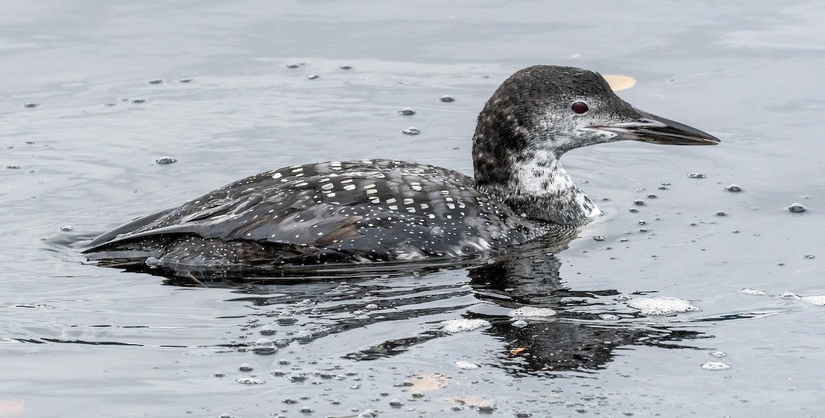 Common Loon - ML610258637