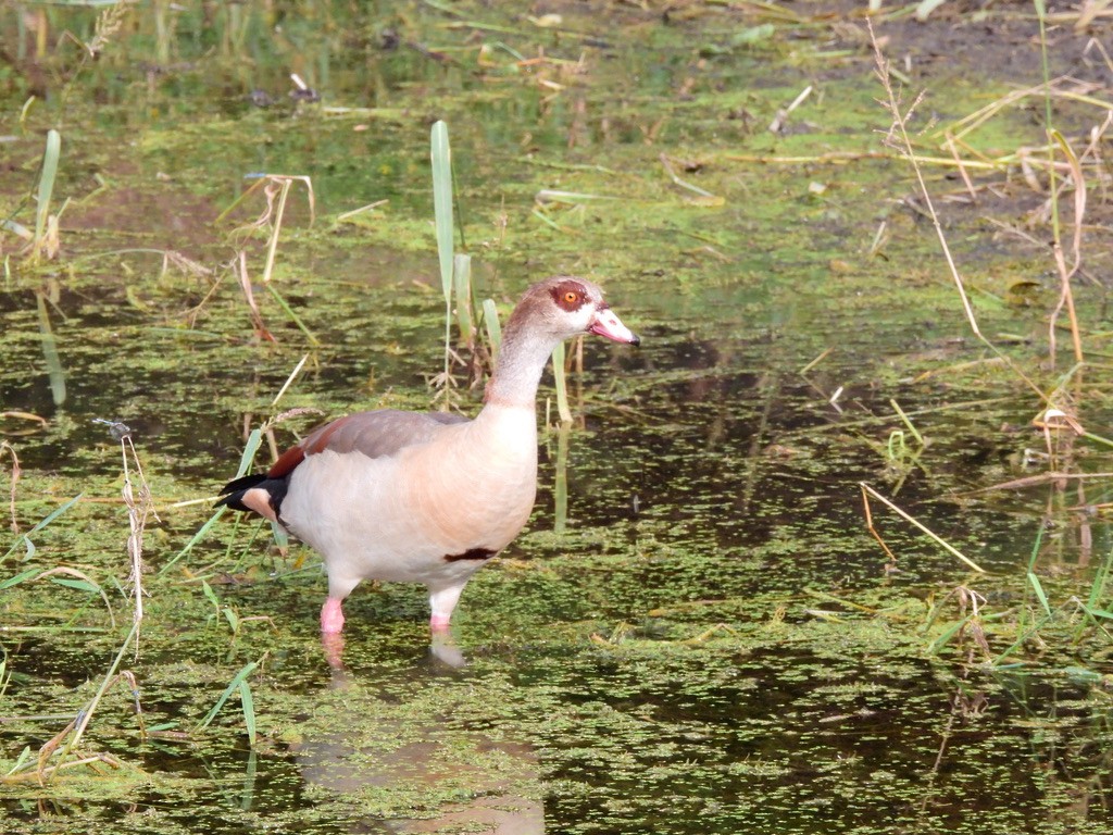 Egyptian Goose - ML610258647