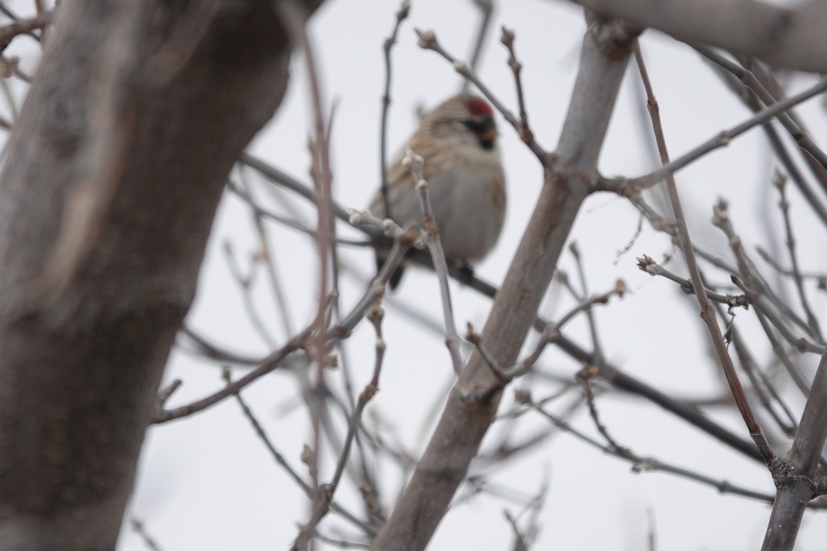 Common/Hoary Redpoll - ML610258682