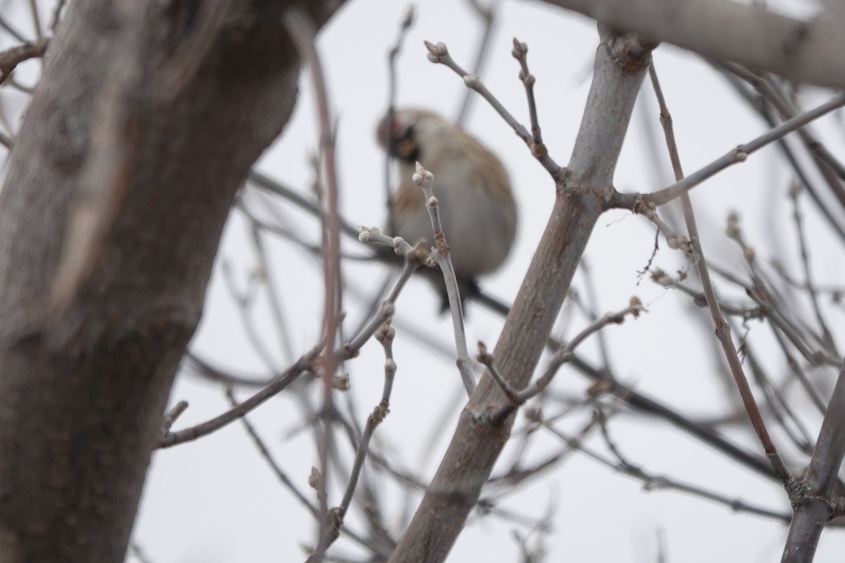 Common/Hoary Redpoll - ML610258683