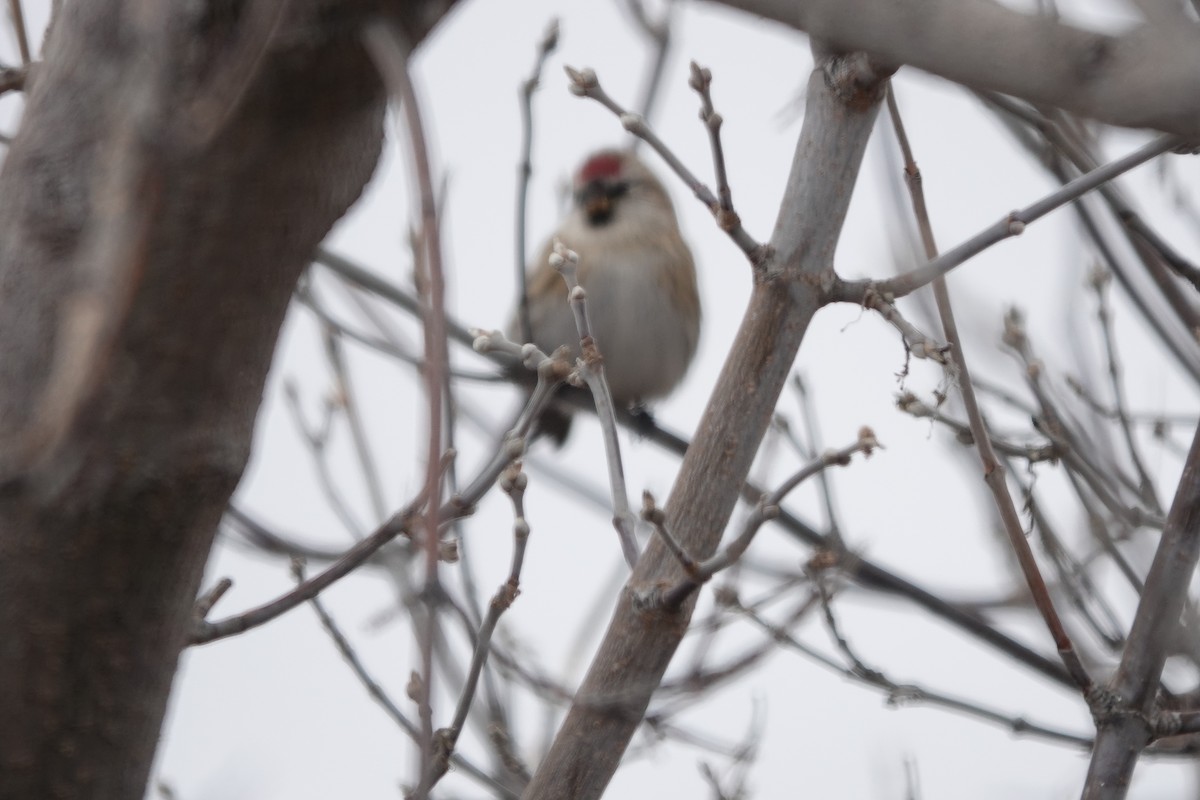 Common/Hoary Redpoll - ML610258685