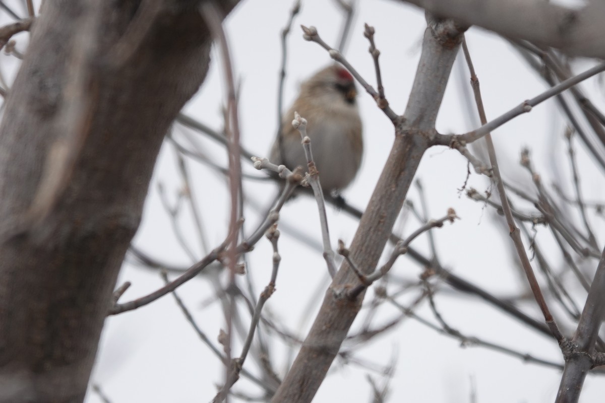 Common/Hoary Redpoll - ML610258686