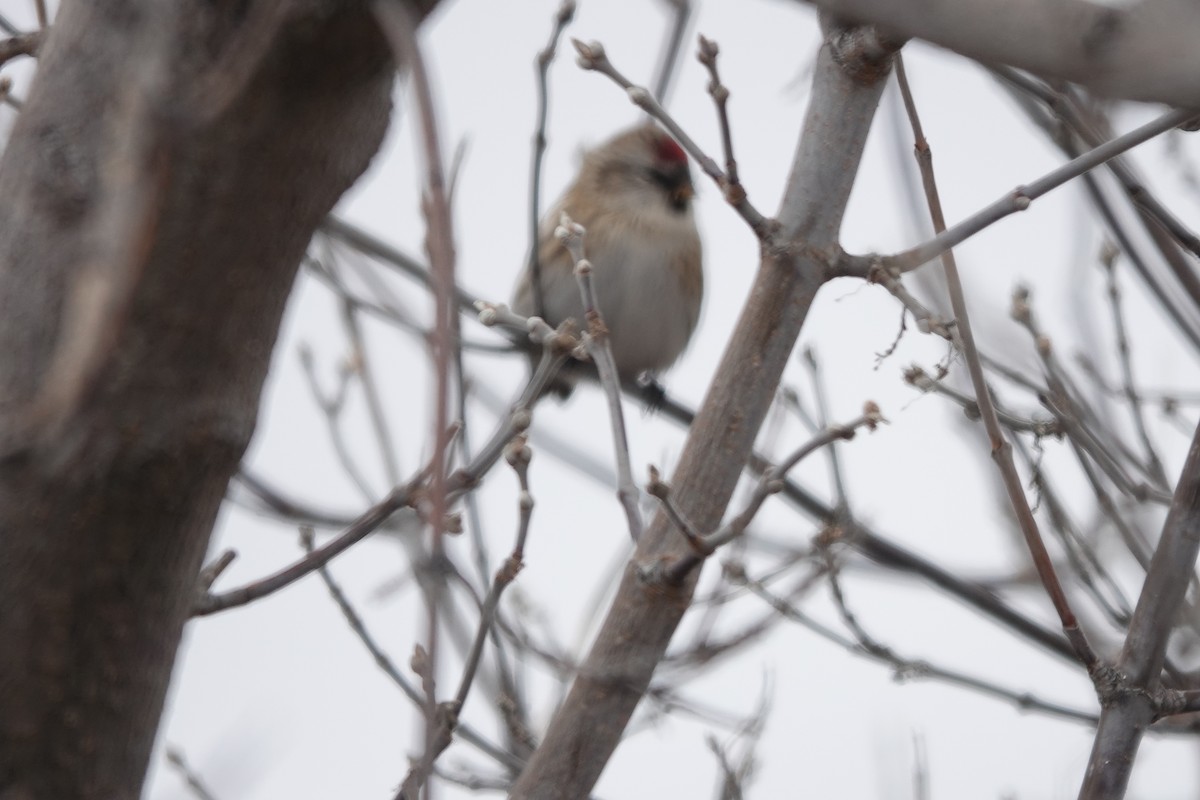 Common/Hoary Redpoll - ML610258687