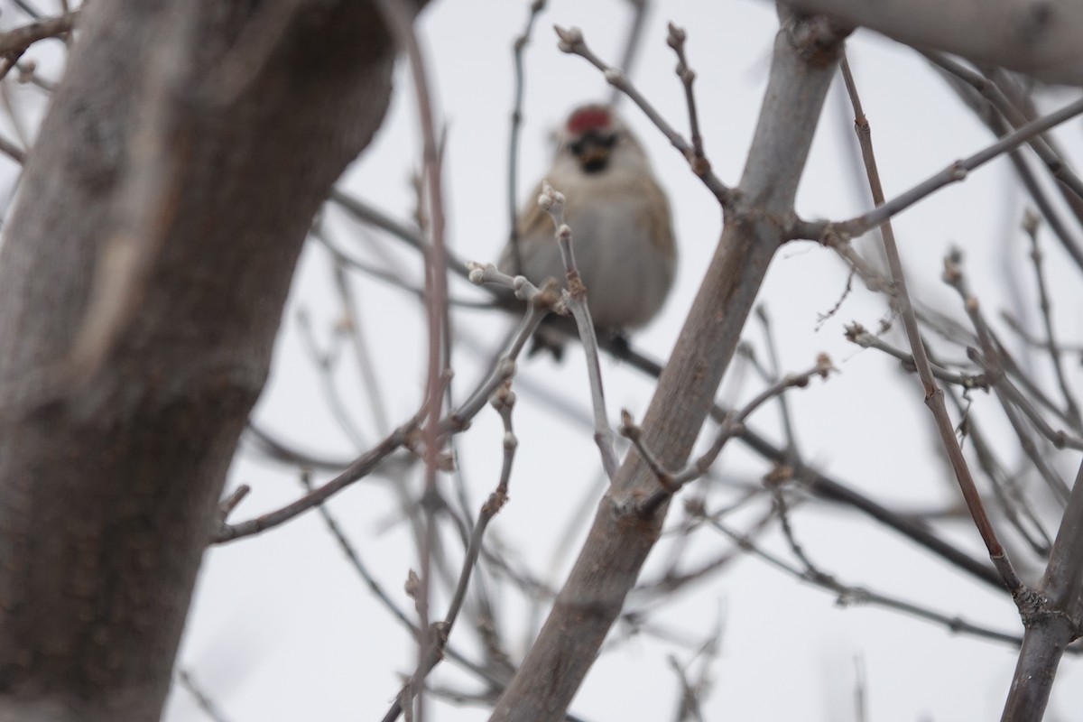 Common/Hoary Redpoll - ML610258689