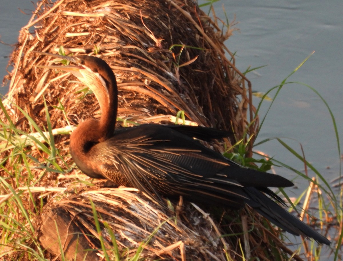 Afrika-Schlangenhalsvogel - ML610258786