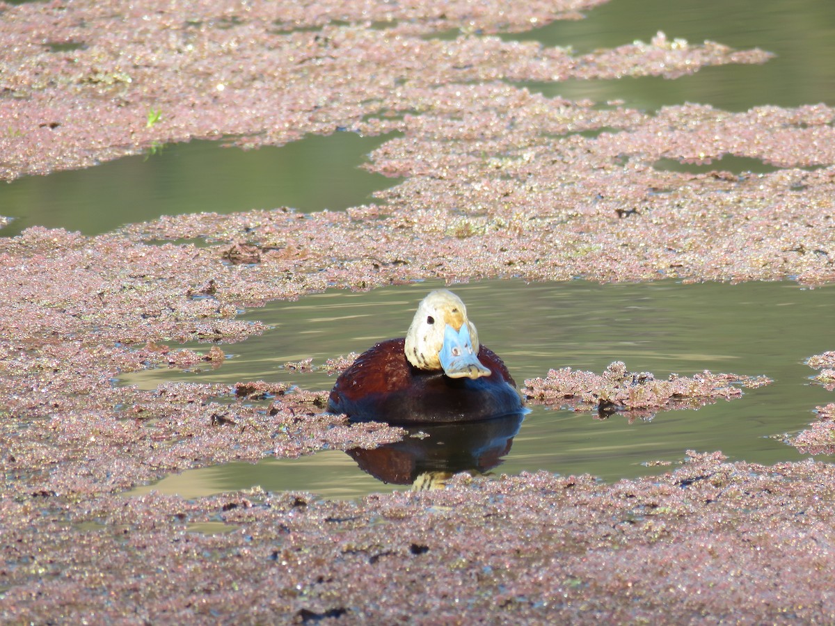 Andean Duck - ML61025881