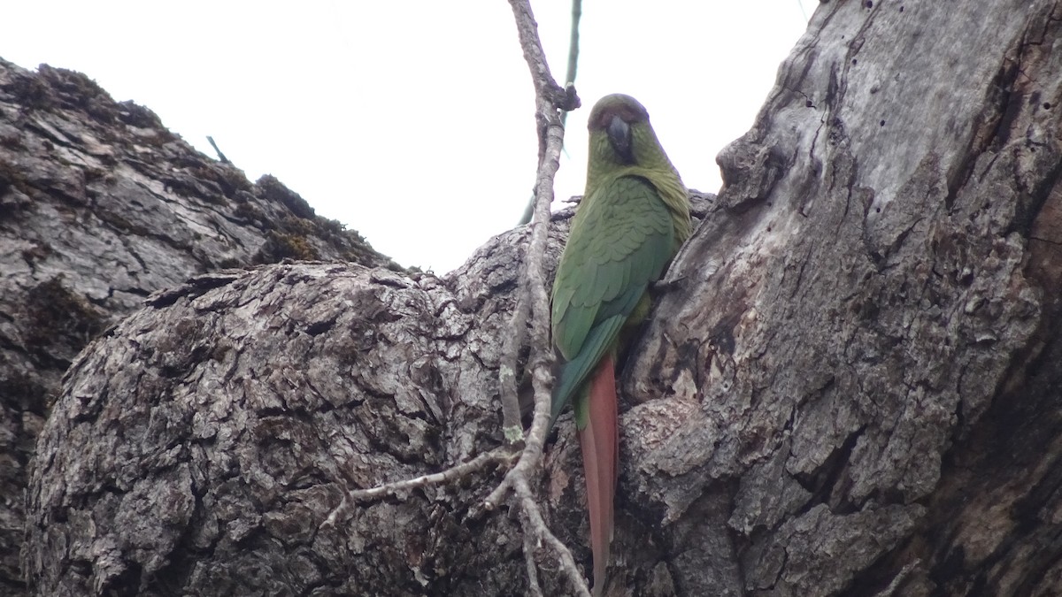 Austral Parakeet - ML610258820