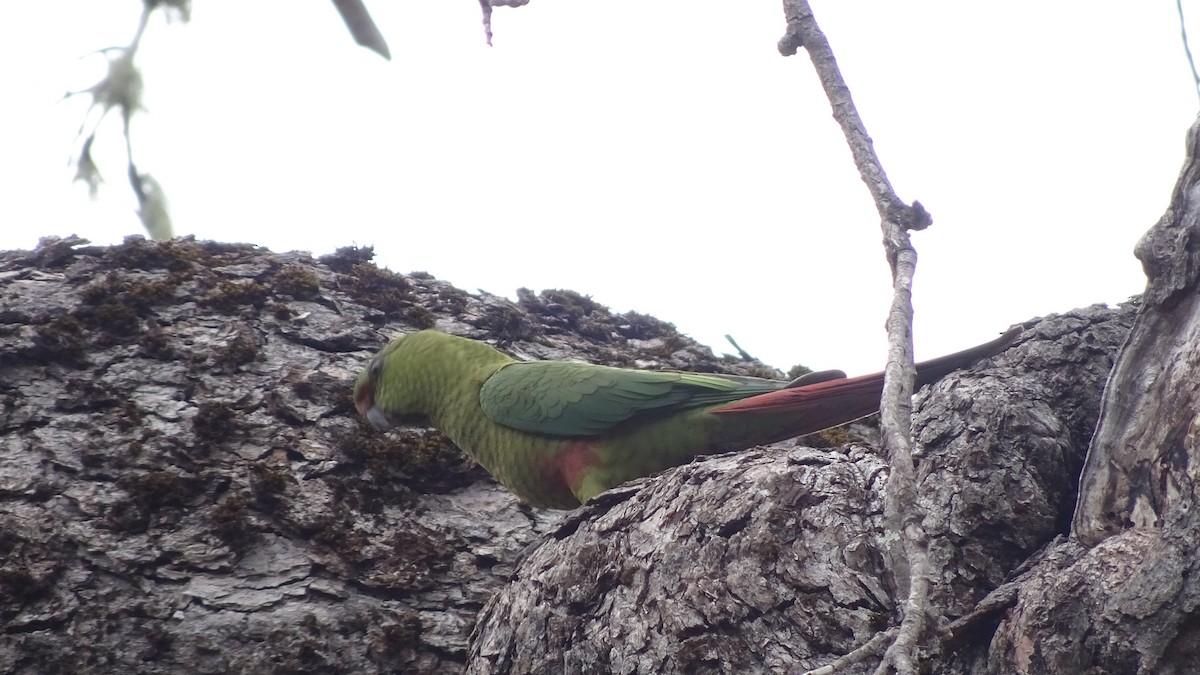 Austral Parakeet - ML610258821