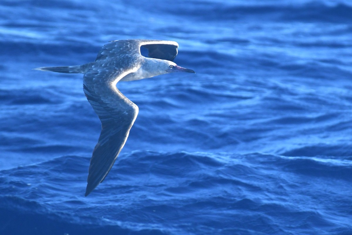 Red-footed Booby - Bill Eisele