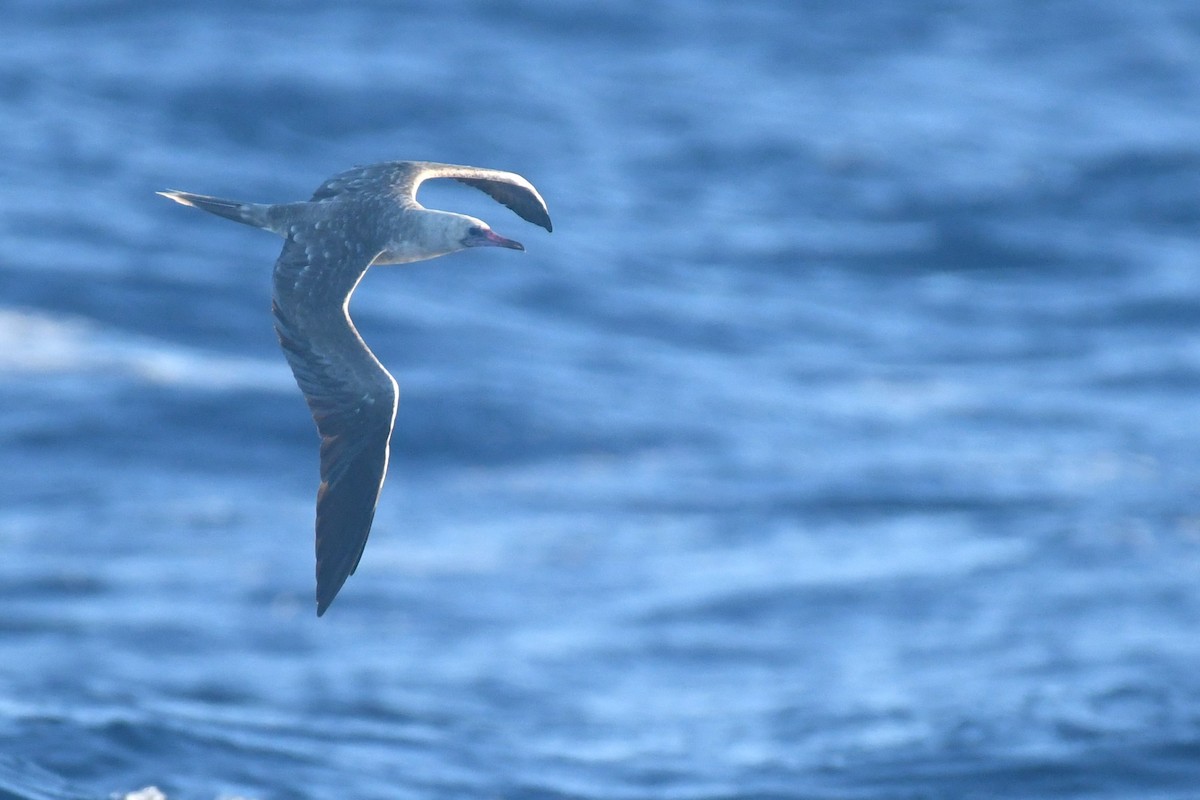 Red-footed Booby - Bill Eisele