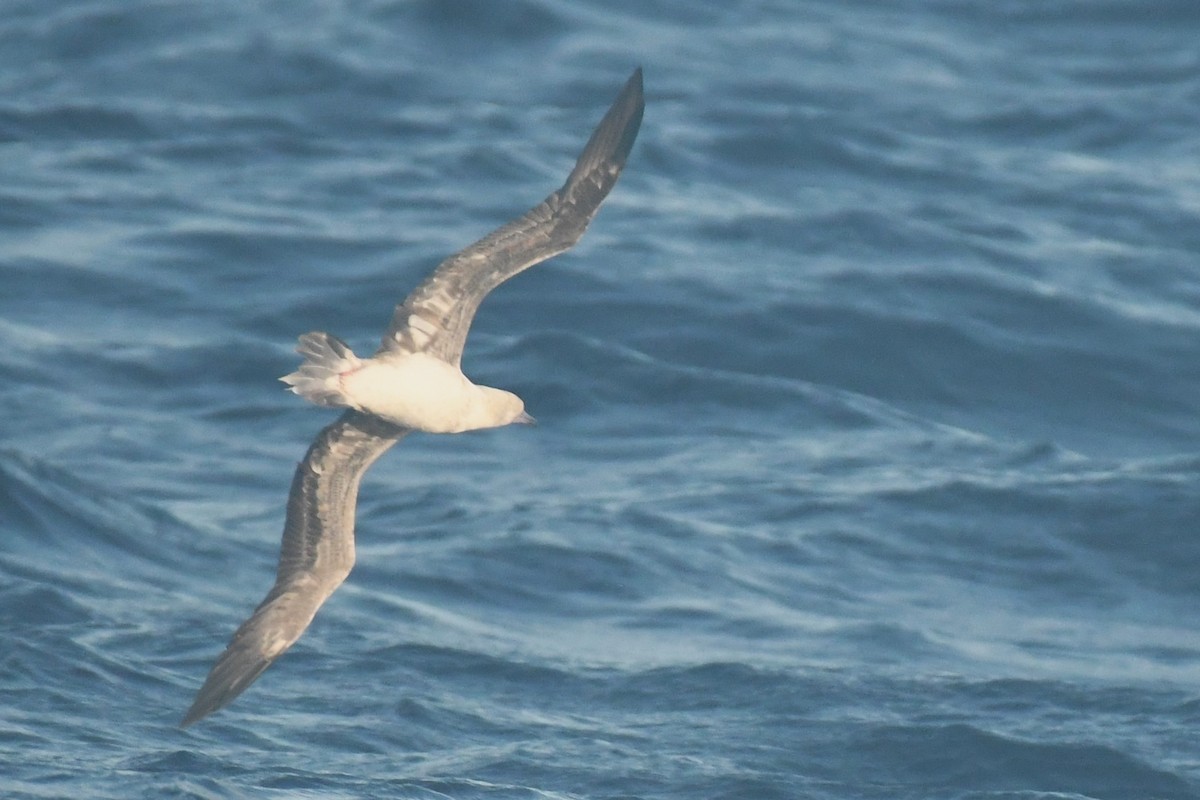 Red-footed Booby - ML610258868