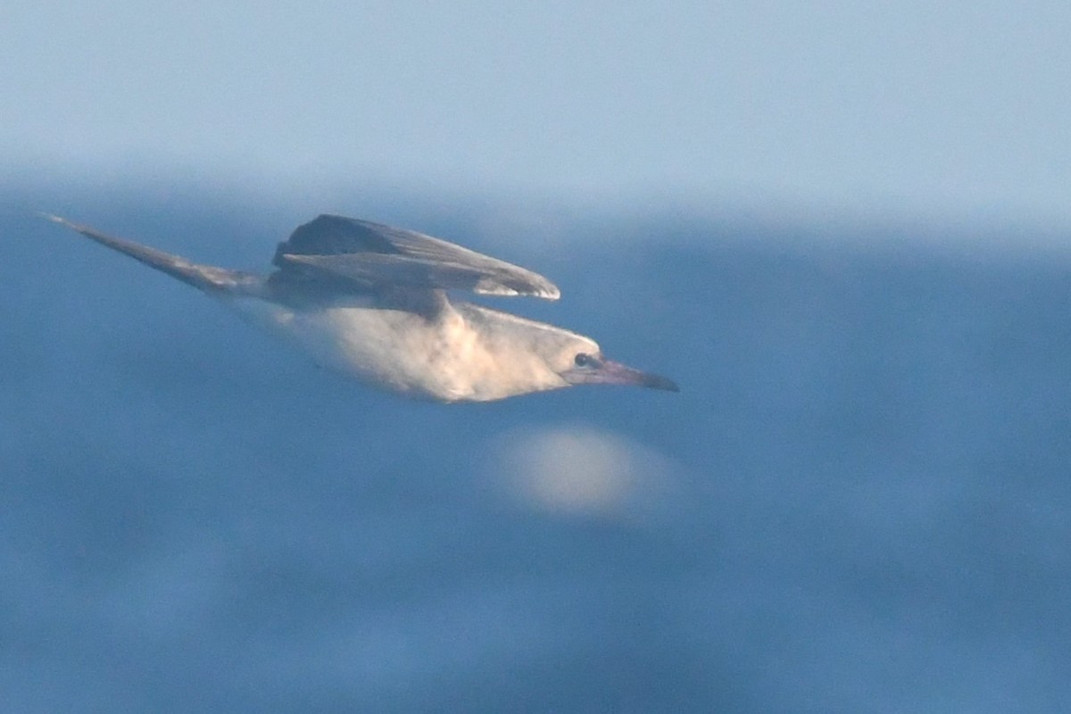 Red-footed Booby - Bill Eisele