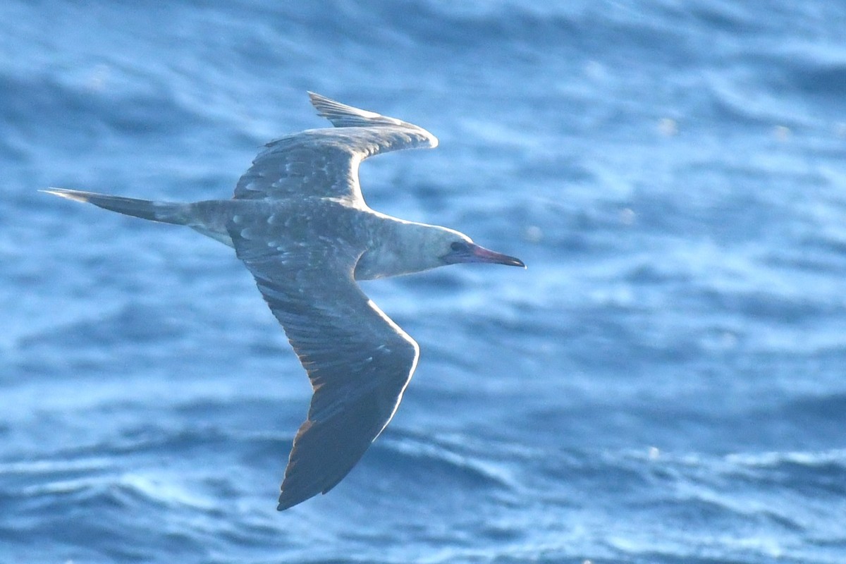 Red-footed Booby - Bill Eisele