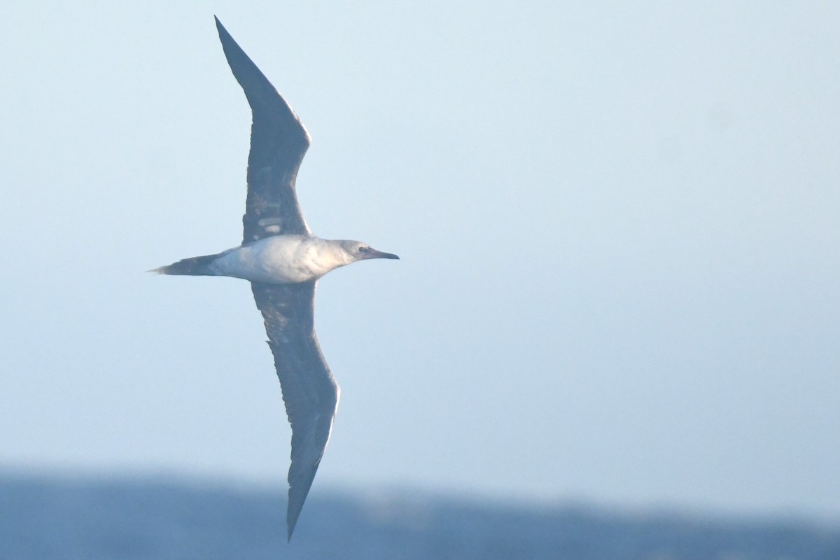 Red-footed Booby - Bill Eisele