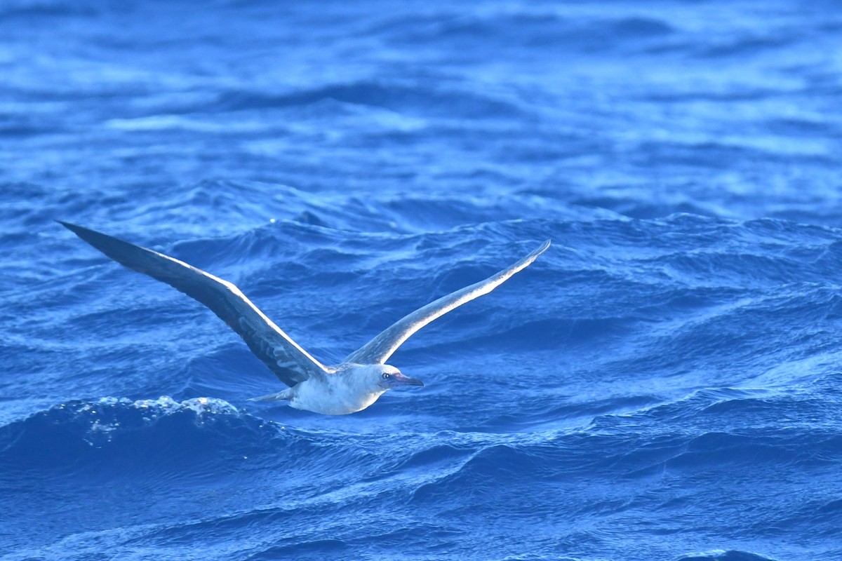 Red-footed Booby - ML610258875