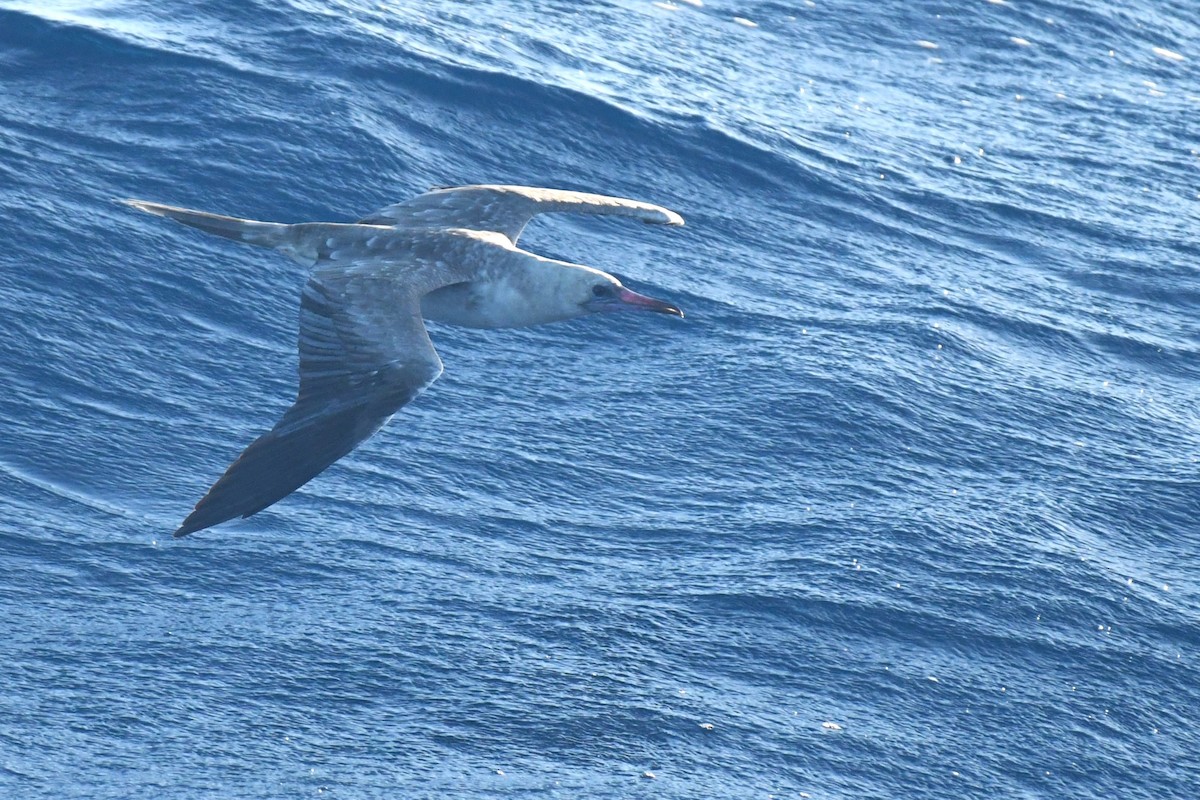 Red-footed Booby - Bill Eisele