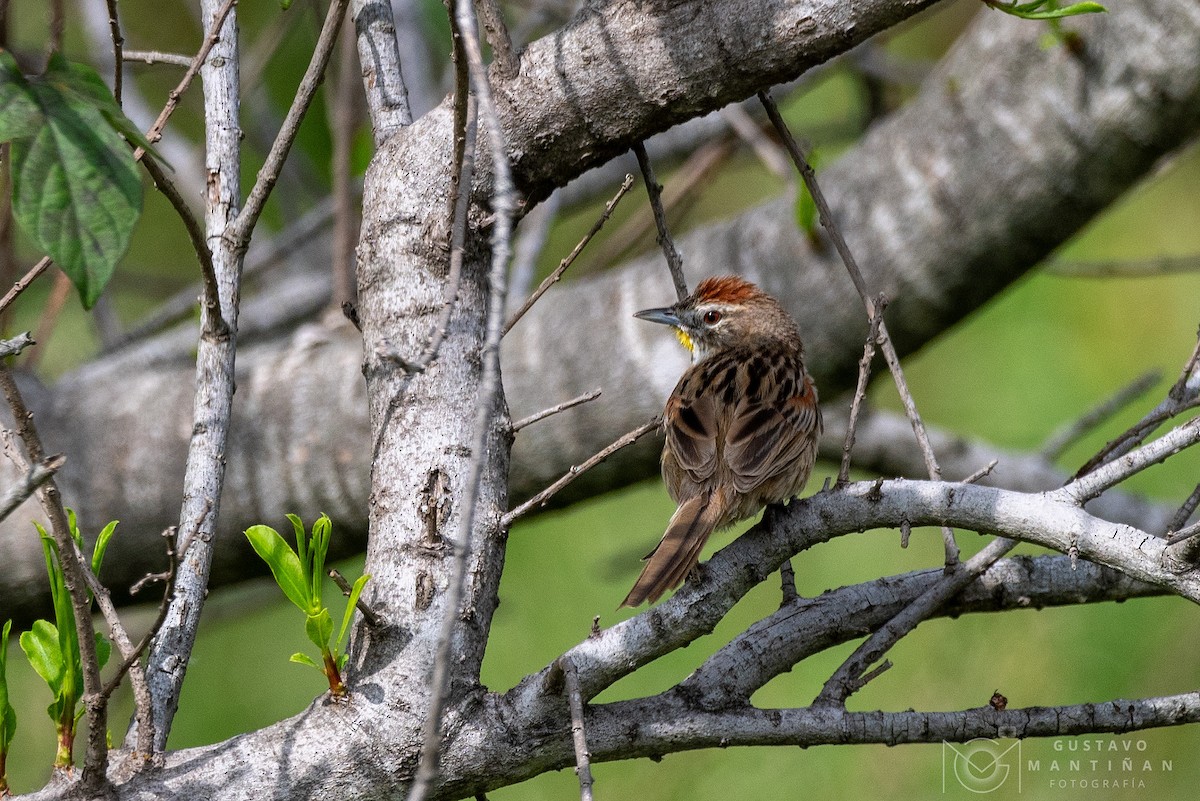 Chotoy Spinetail - ML610258890
