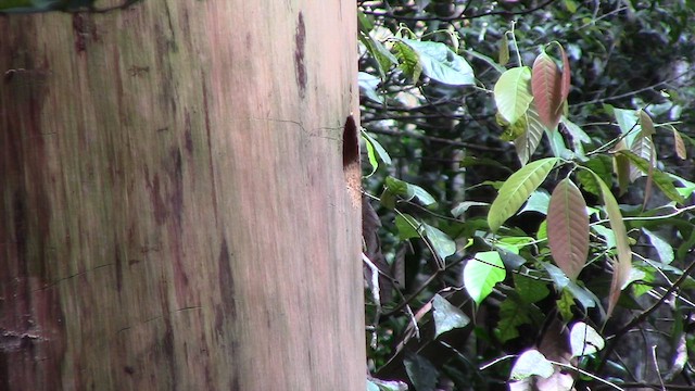 Orange-backed Woodpecker - ML610258900