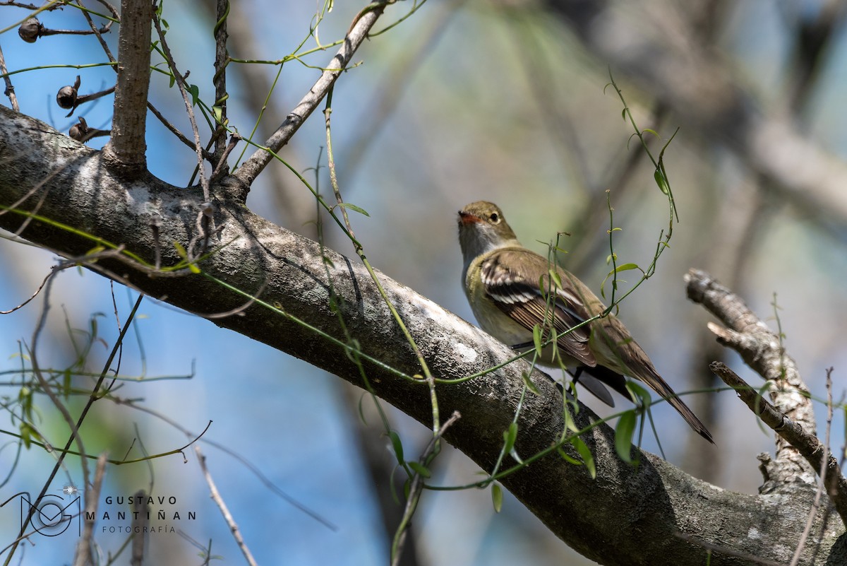 Small-billed Elaenia - ML610258905