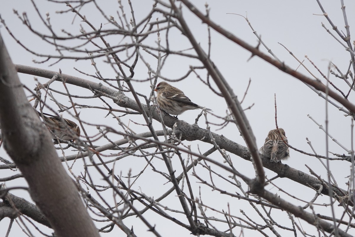 Common Redpoll - Randall M