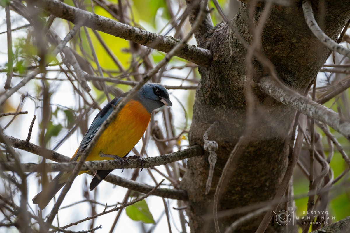 Blue-and-yellow Tanager - ML610258963