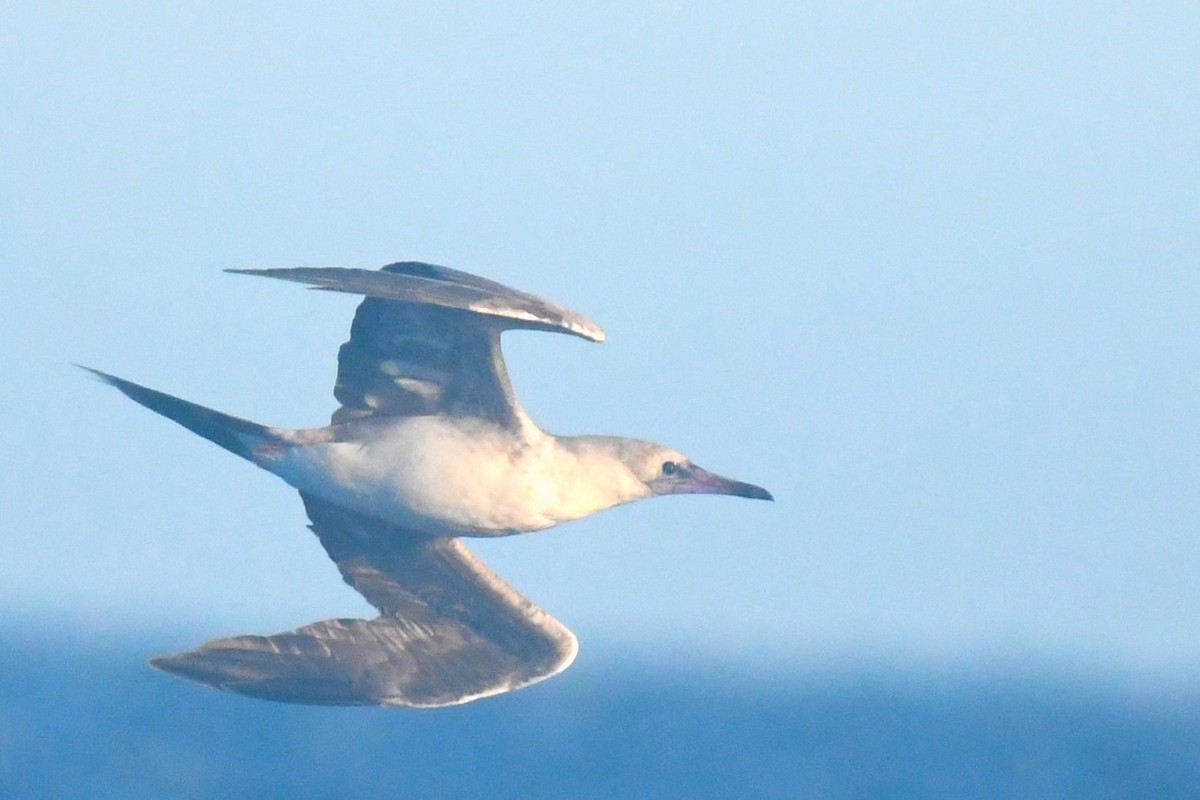 Red-footed Booby - Bill Eisele