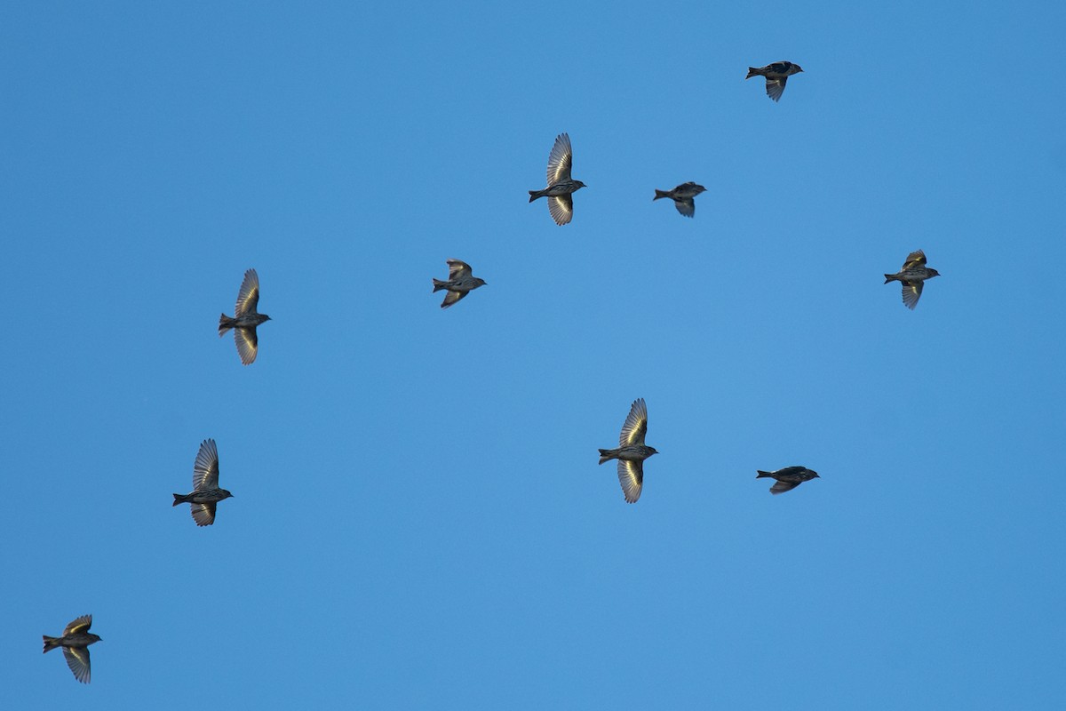Pine Siskin - Ryan Griffiths