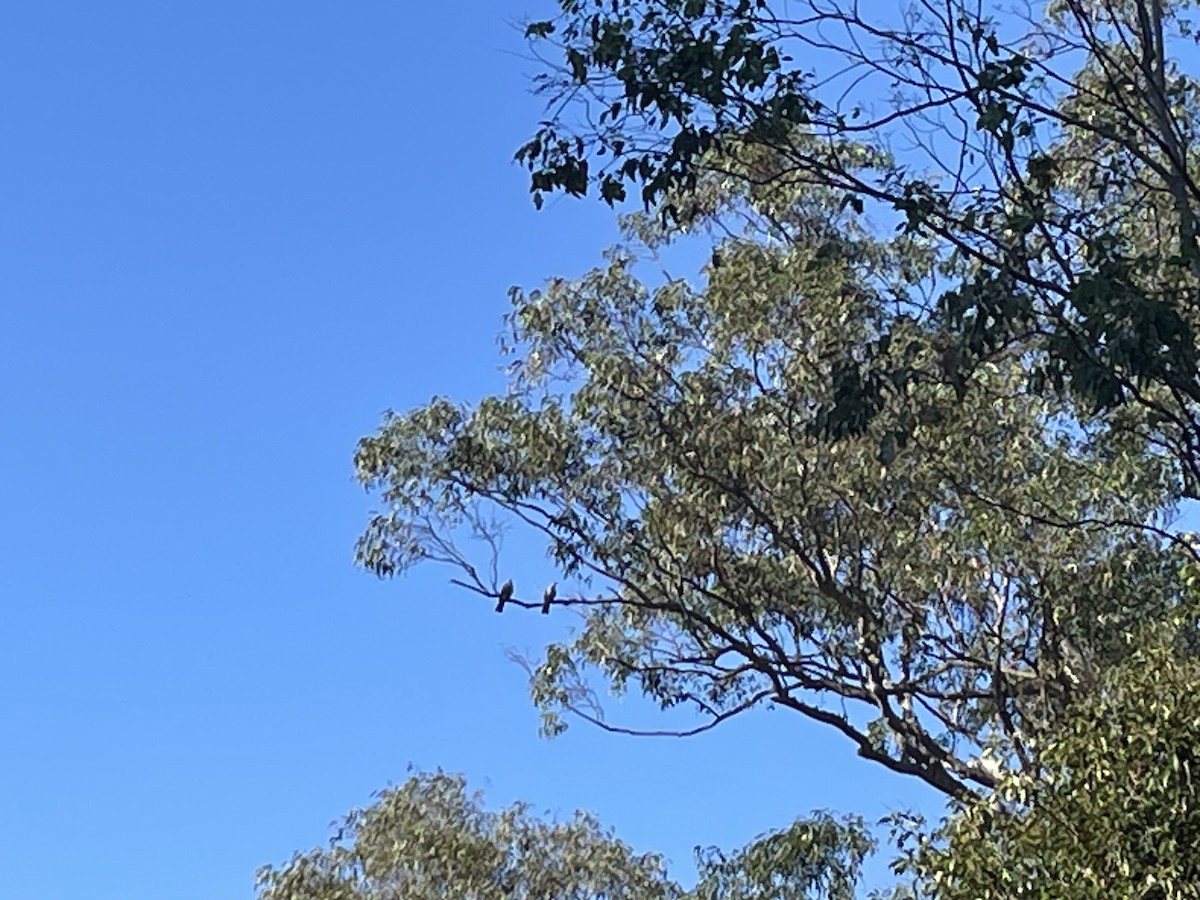 Topknot Pigeon - ML610259166