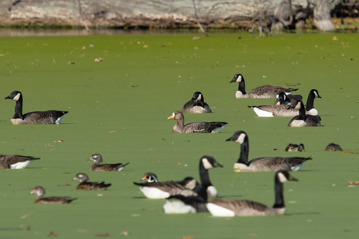 Greater White-fronted Goose - Ryan Griffiths