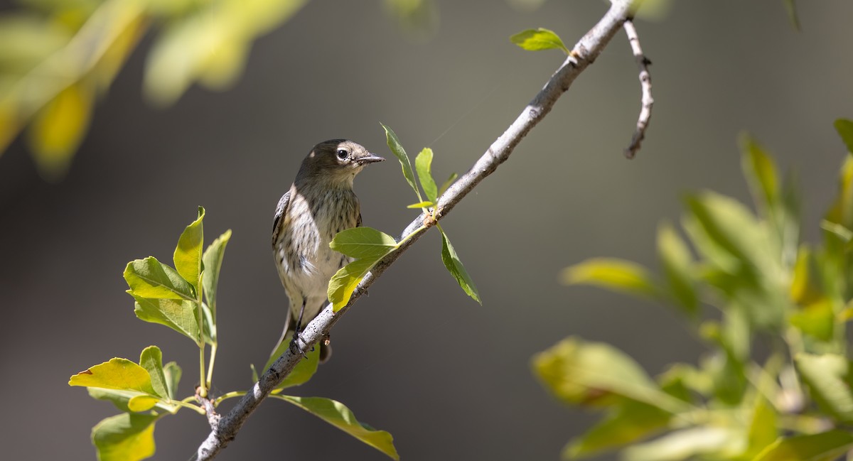 Yellow-rumped Warbler (Audubon's) - ML610259305