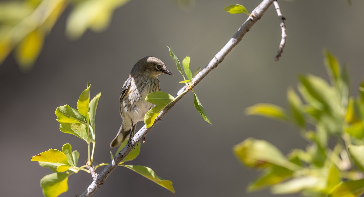 Yellow-rumped Warbler (Audubon's) - Michael Sadat