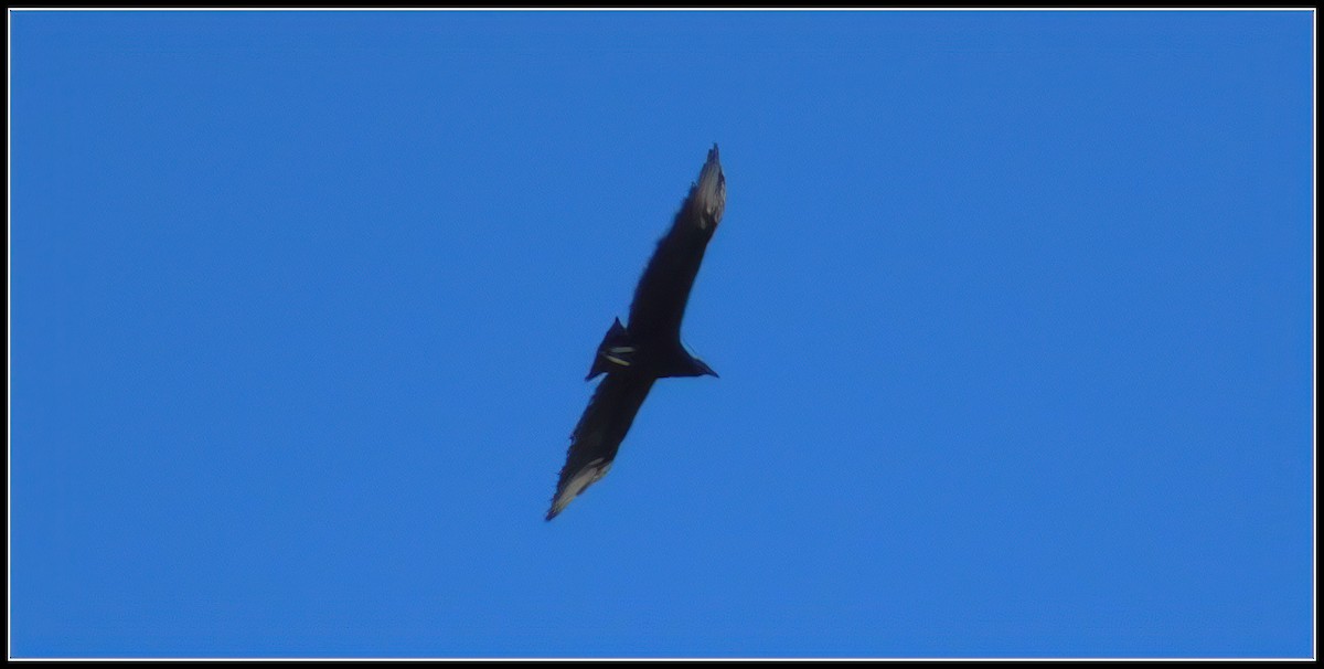 Urubu noir - ML610259531