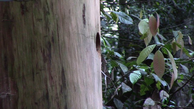 Orange-backed Woodpecker - ML610259544