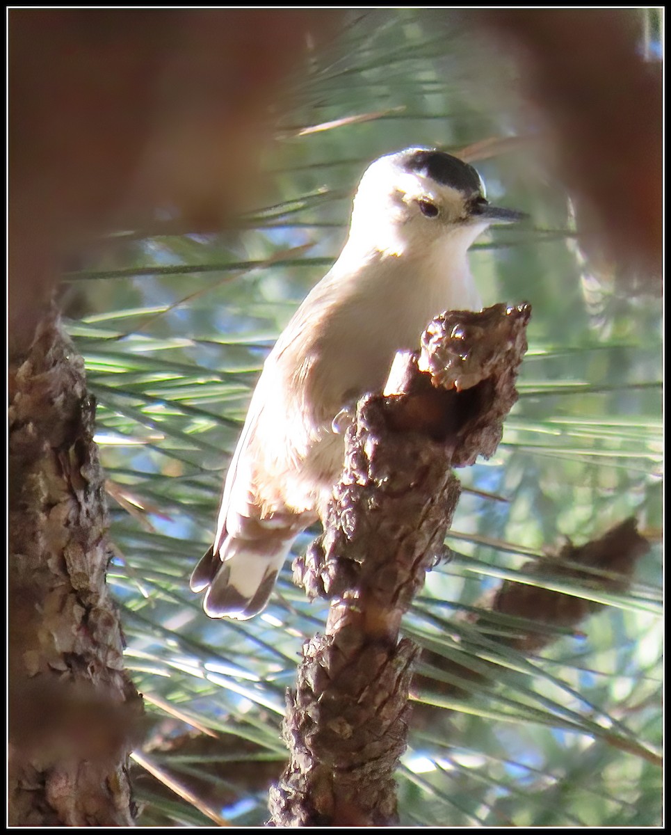 Sittelle à poitrine blanche - ML610259562