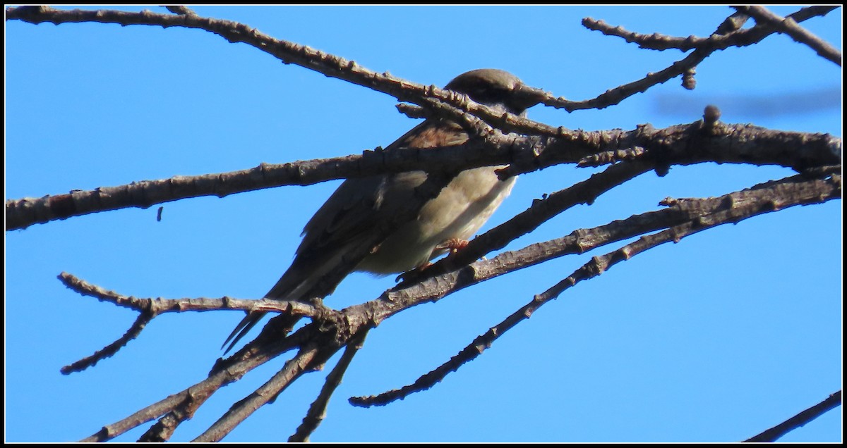 Moineau domestique - ML610259567
