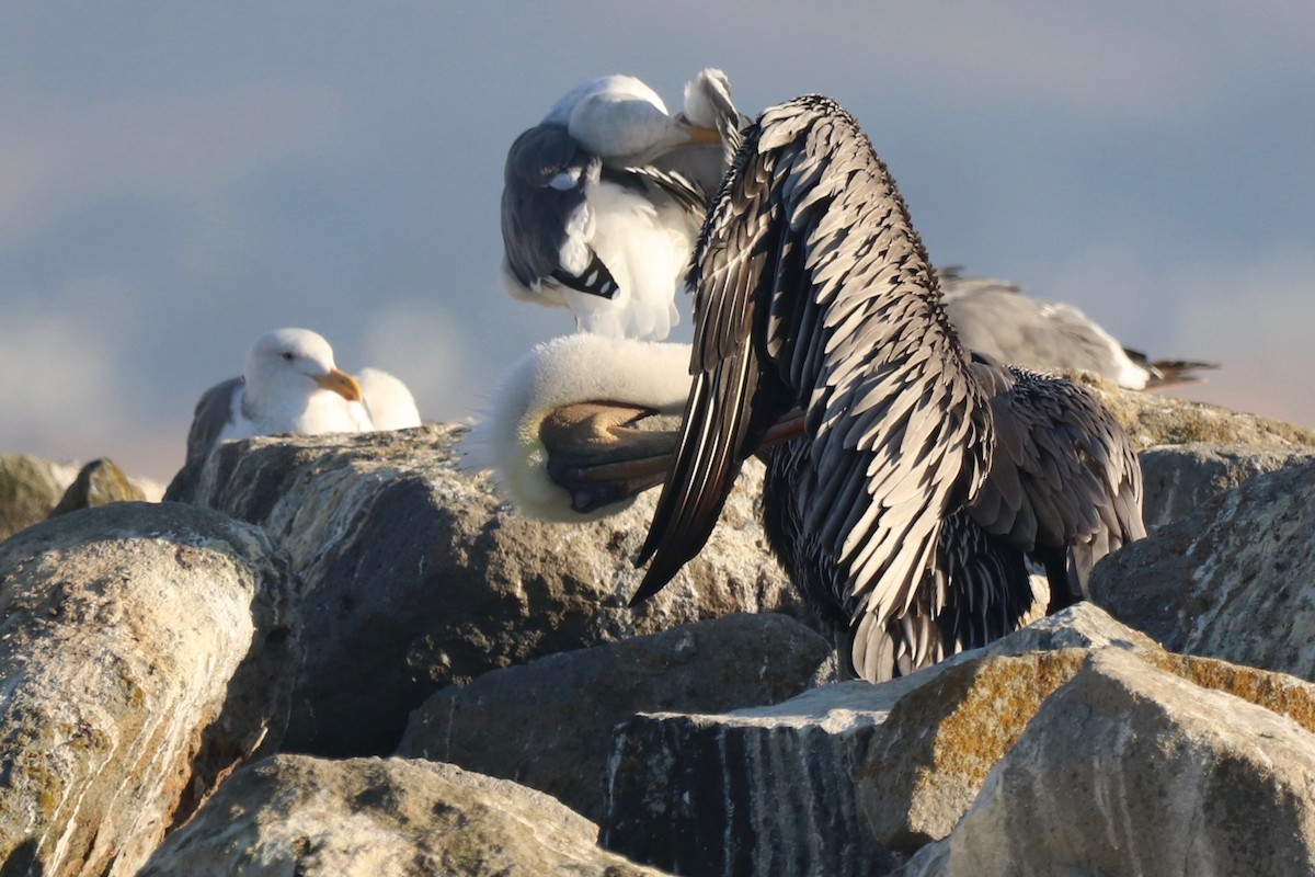 Gaviota de Bering - ML610259613