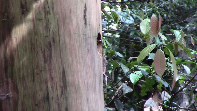 Orange-backed Woodpecker - ML610259625